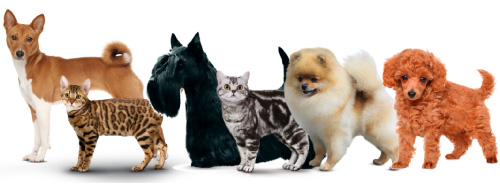 いろんな毛色の犬と猫が並んでいる画像